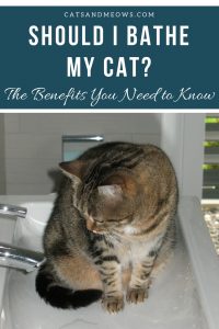 Should I Bathe My Cat- The Benefits You Need to Know