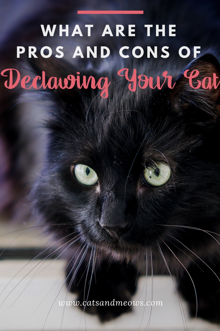 What Are the Pros and Cons of Declawing Your Cat? Cats and Meows