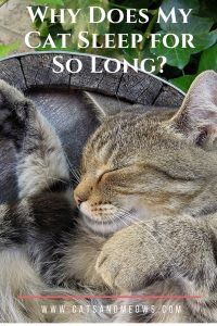 Why Does My Cat Sleep for So Long?