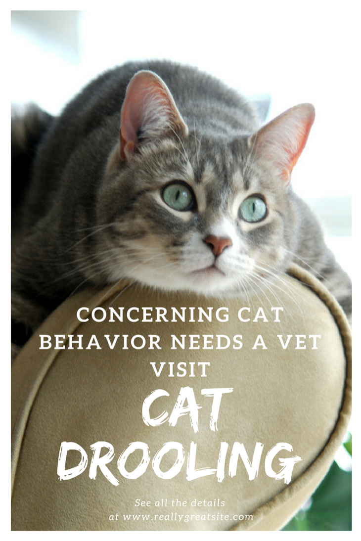 Cat Drooling - Concerning Cat Behavior Needs a Vet Visit