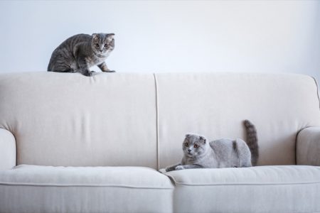 The REAL Reason Your Cat Scratches Furniture
