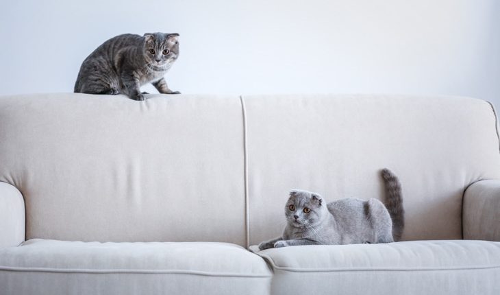 Cute funny cats on sofa at home