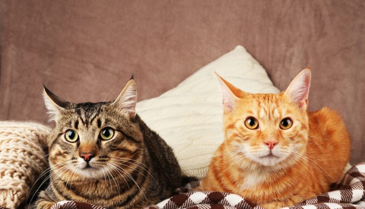Two cats on blanket on brown wall background