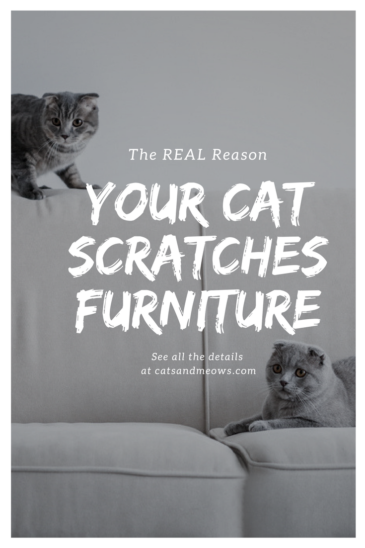 The REAL Reason Your Cat Scratches Furniture