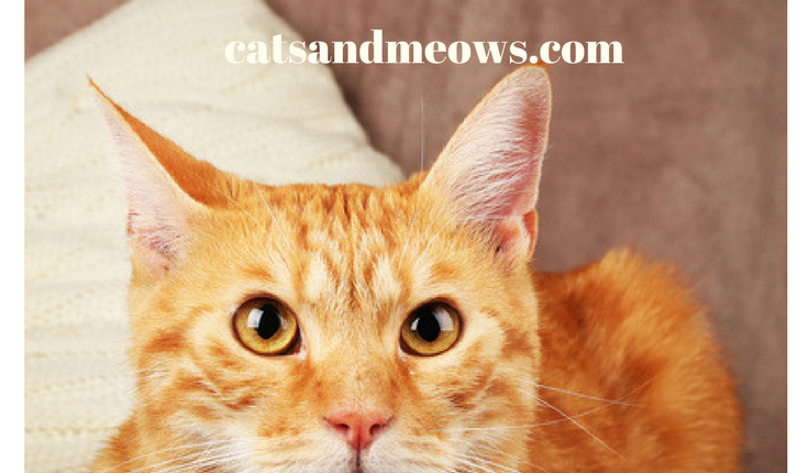 cats and medications