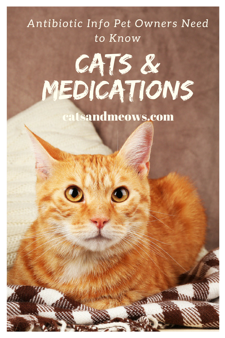Cats and Medications – Antibiotic Info Pet Owners Need to Know