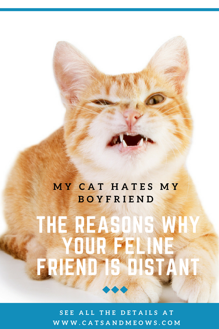 my cat hates my boyfriend