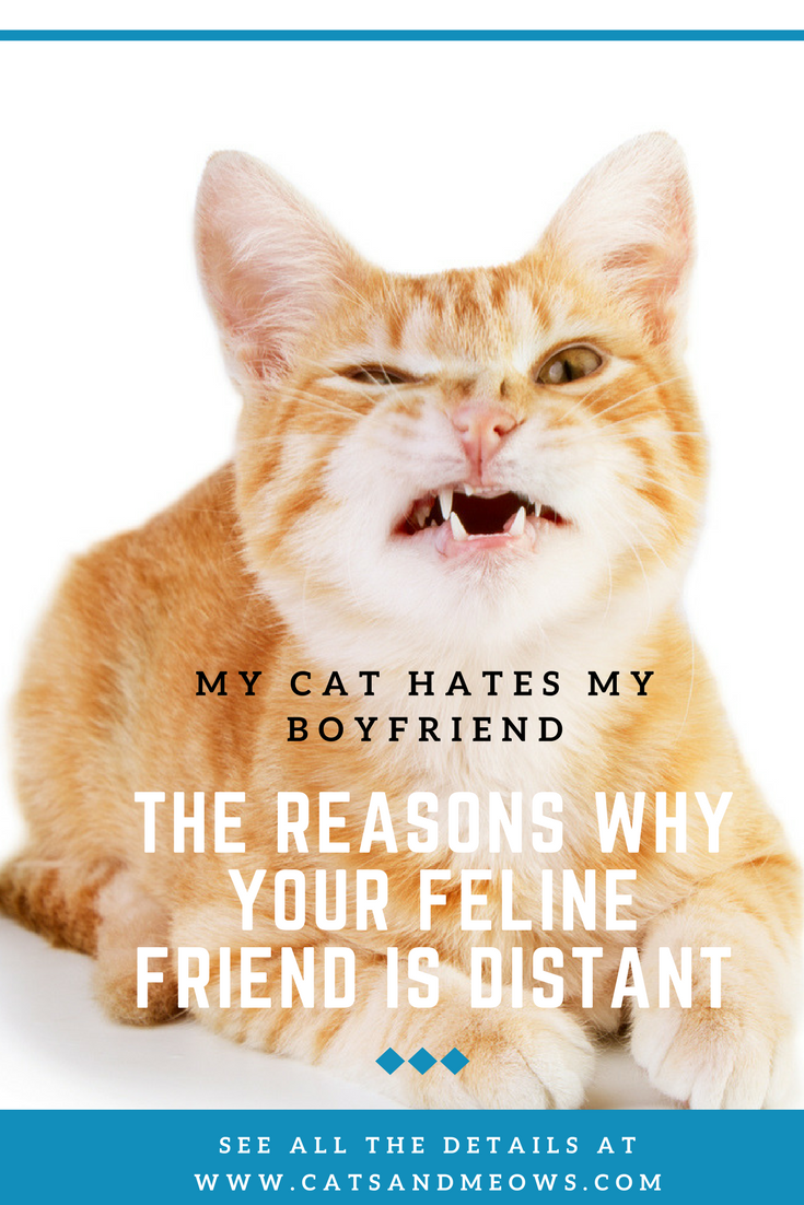 My Cat Hates My Boyfriend - The Reasons Why Your Feline Friend is Distant