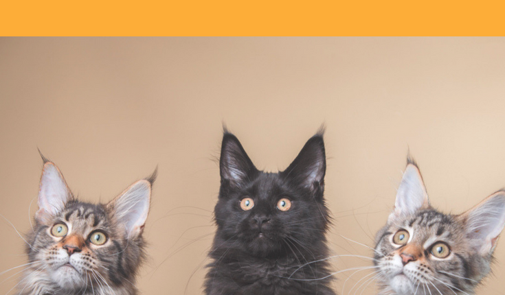 10-quirky-weird-facts-about-cats