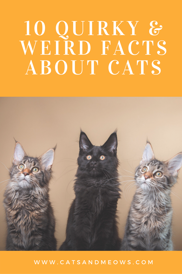 10 Quirky and Weird Facts About Cats - #6 Will Reveal Your Cat's Respect Levels