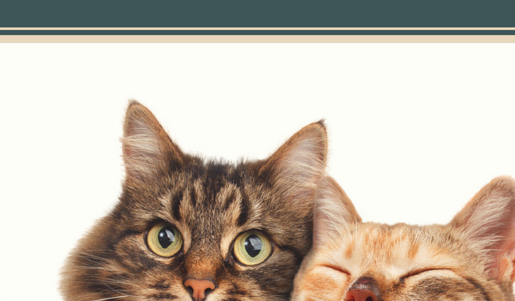 15 Favorite Family-Friendly Cat Jokes
