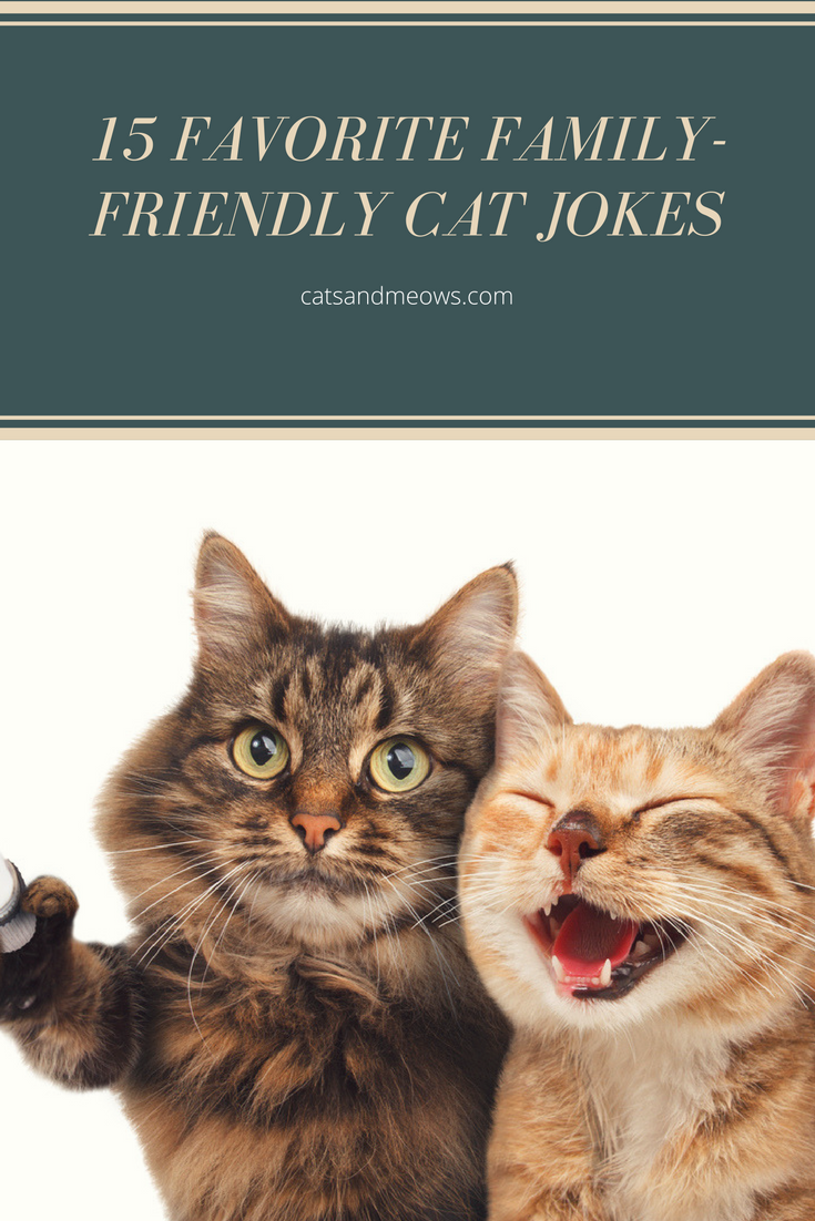 15 Favorite Family-Friendly Cat Jokes