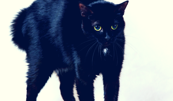 Can Cats See Ghosts