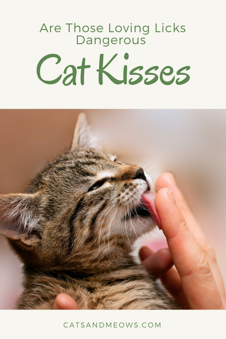 Cat Kisses - Are Those Loving Licks Dangerous ?!