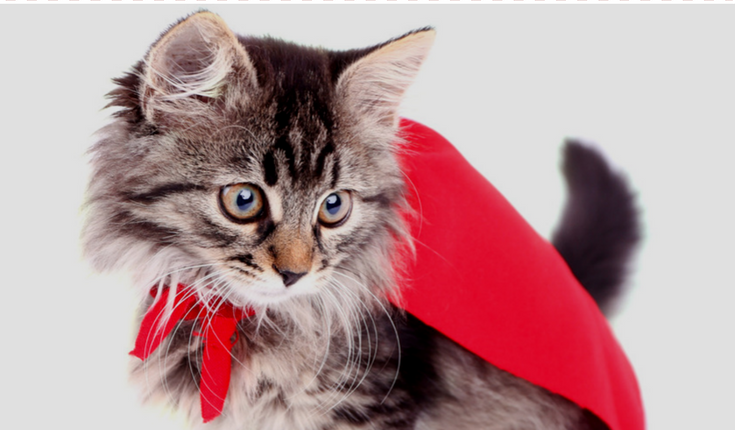 Cat Vision and Eyesight Myths and Facts-2