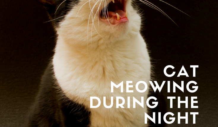 Cat-meowing-during-the-night-stop-the-madness