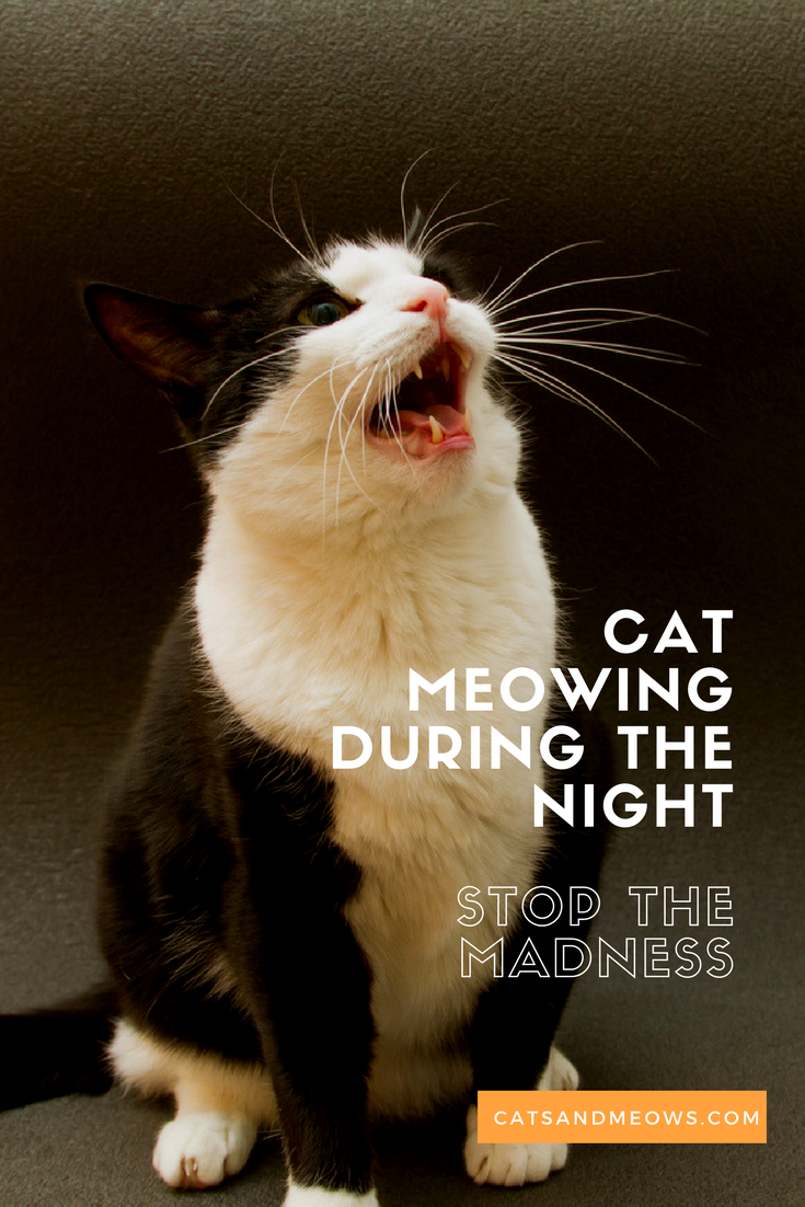 Cat Meowing During the Night - Why and How to Stop the Behavior