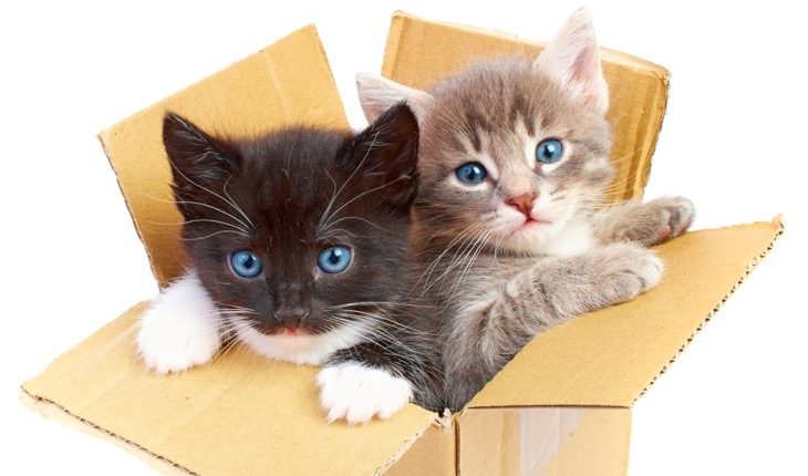 kittens in box
