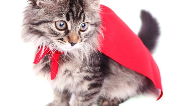 Cat in red cloak, isolated on white.
