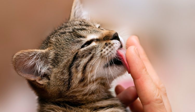Kitten licking finger