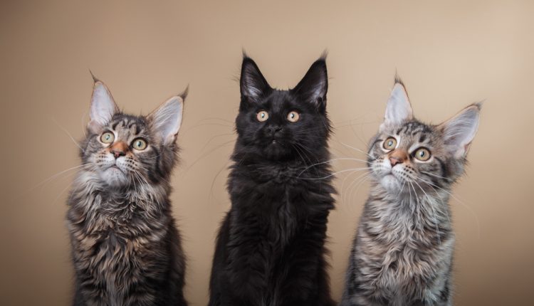 Maine Coon kitten portrait