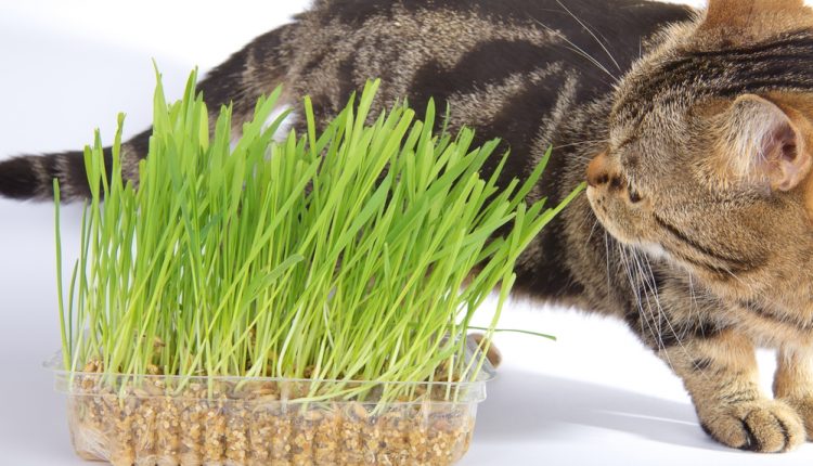 Tabby cat and grass on white background