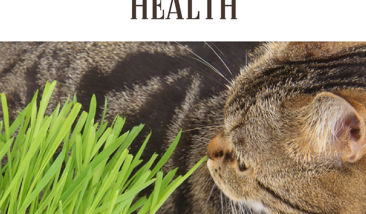 Natural Herbs to Improve Your Cat’s Health