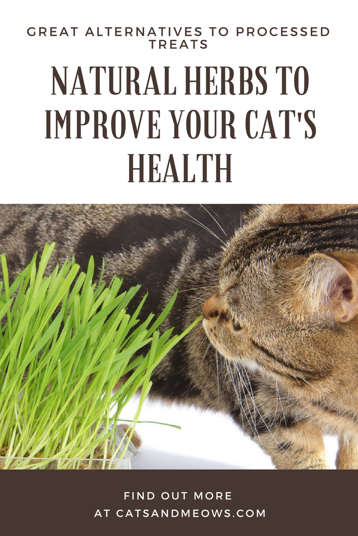 Natural Herbs to Improve Your Cat's Health - Great Alternatives to Processed Treats
