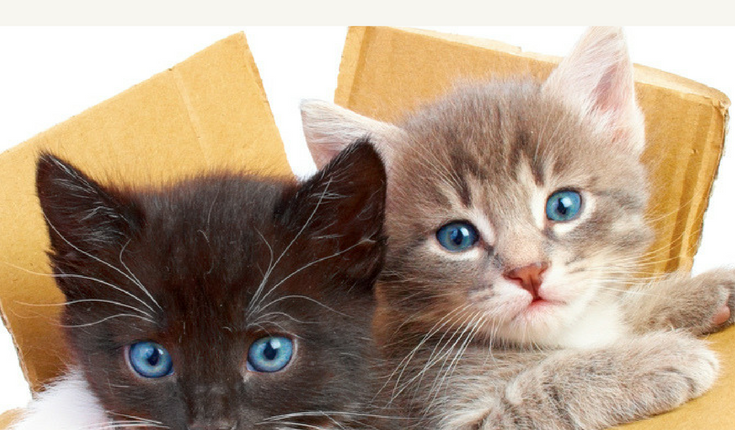 Why Do Cats Like Boxes