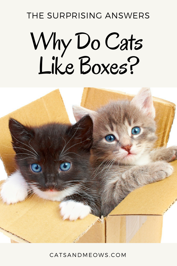 Why Do Cats Like Boxes? - The Surprising Answers