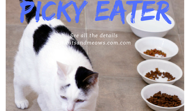 why-your-cat-picky-eater