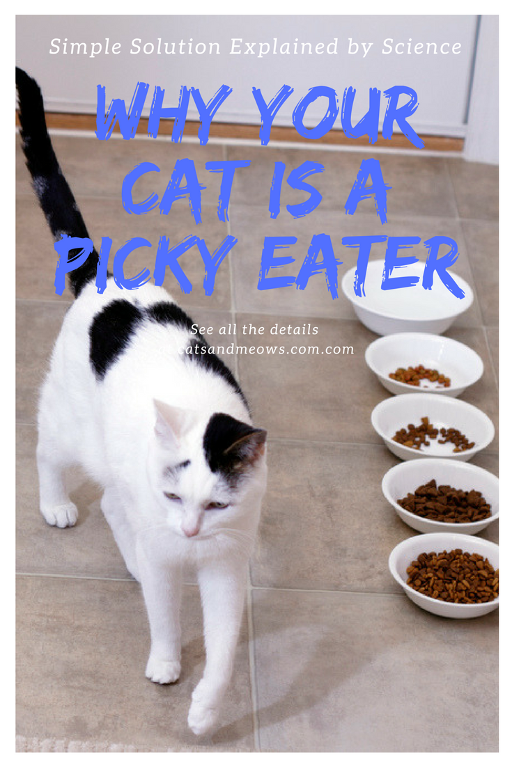 Why Your Cat is a Picky Eater - Simple Solution Explained by Science