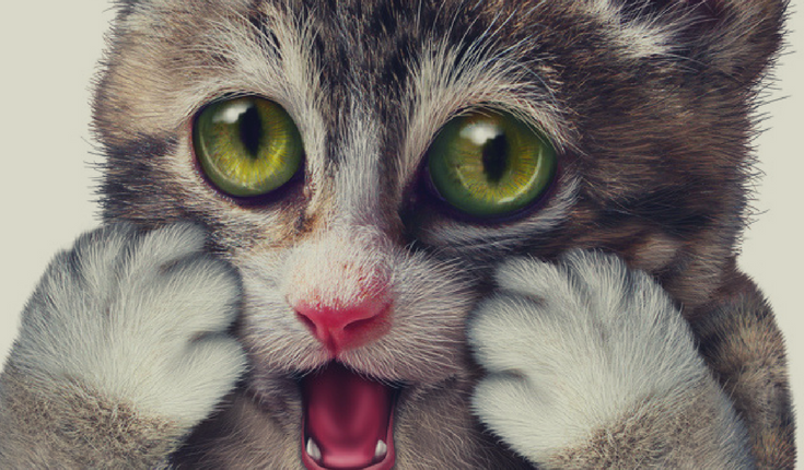 Cat Acne is Real