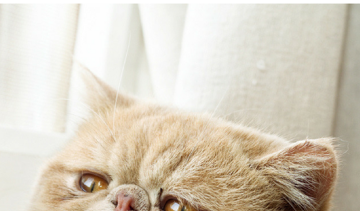 Cat depression signs
