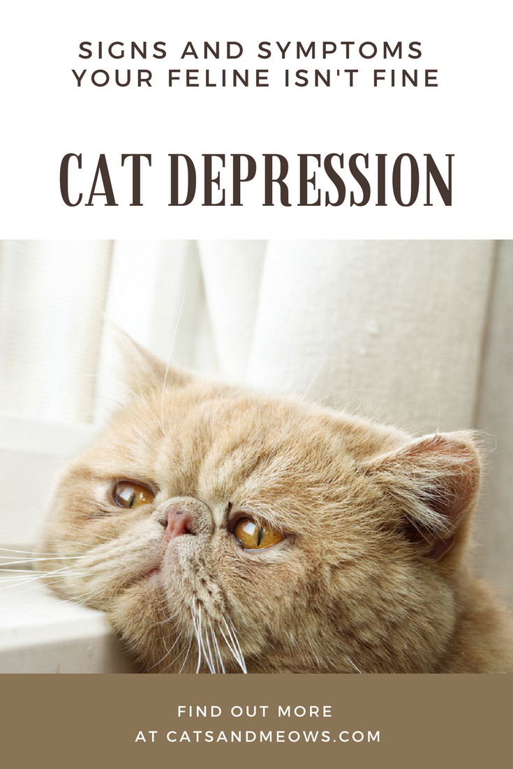 Cat Depression - Signs and Symptoms Your Feline Isn't Fine