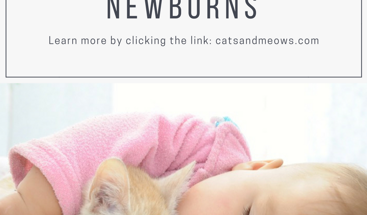 Cats Prevent Asthma in Newborns