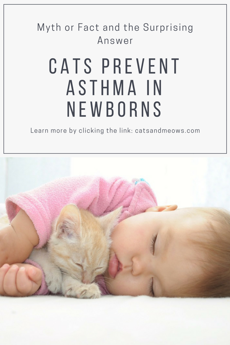 Cats Prevent Asthma in Newborns - Myth or Fact and the Surprising Answer