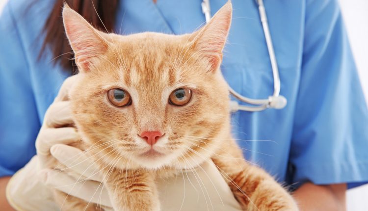 Red tabby cat in vet clinic