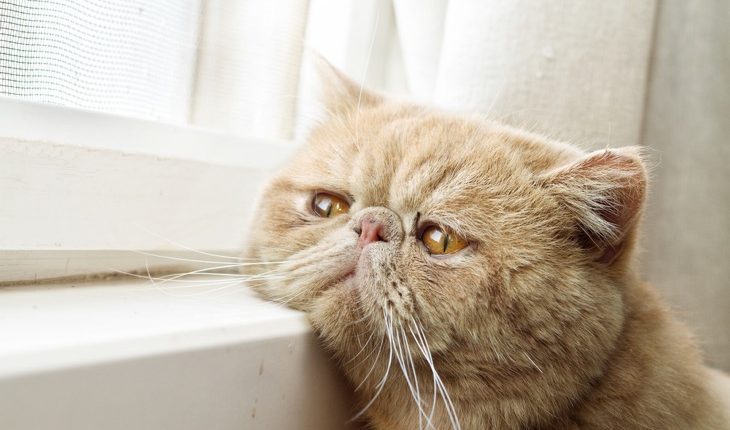 CPA cat looking out through a window