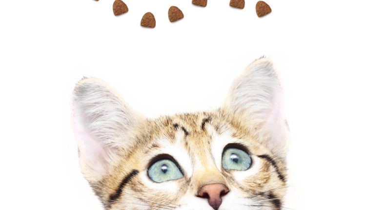 Cute kitten looking up on a fish from dry food.