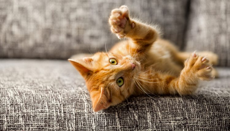 Little cat playing
