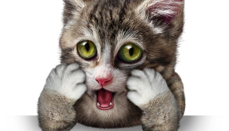Surprised Cat