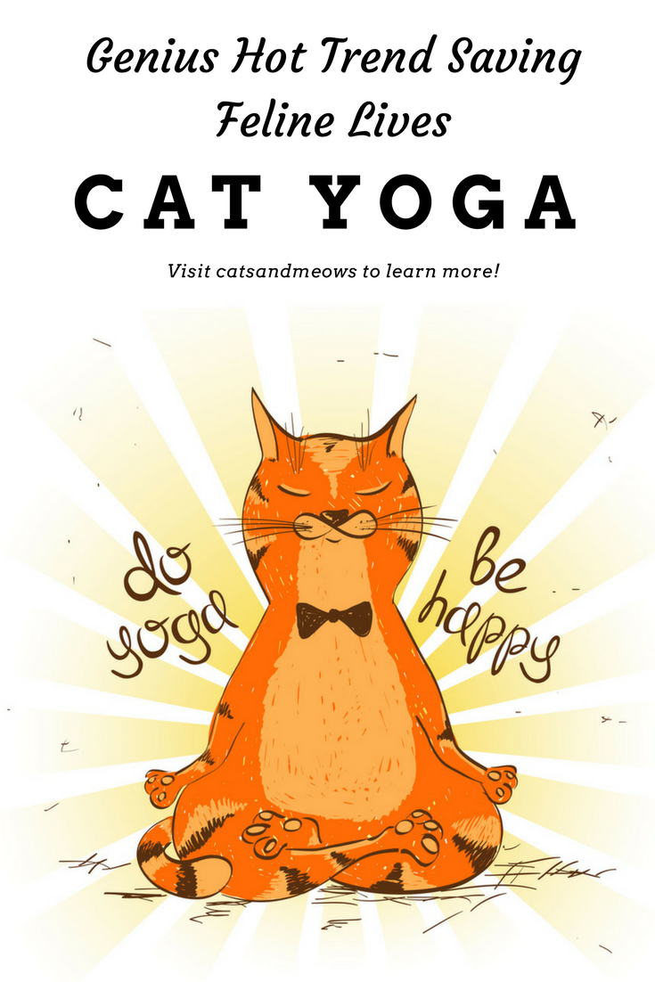 Cat Yoga is the Genius Hot Trend Saving Feline Lives