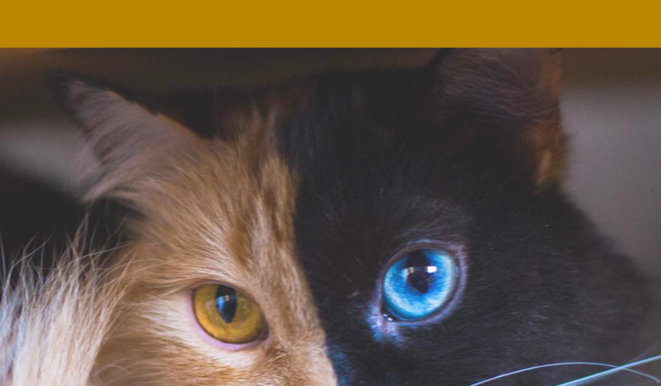 Meet Quimera the Most Rare Feline1