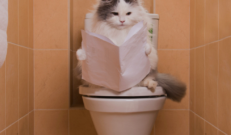 Weird Cat Behavior Explained