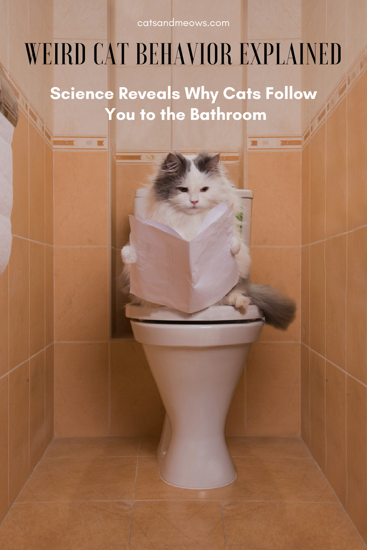 Weird Cat Behavior Explained: Science Reveals Why Cats Follow You to the Bathroom