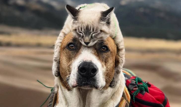 baloo and henry 2