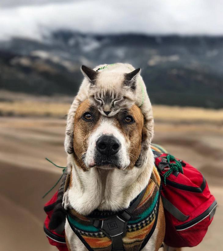 BFF's Baloo the Cat and Henry the Dog's ADORABLE World Adventure Photos