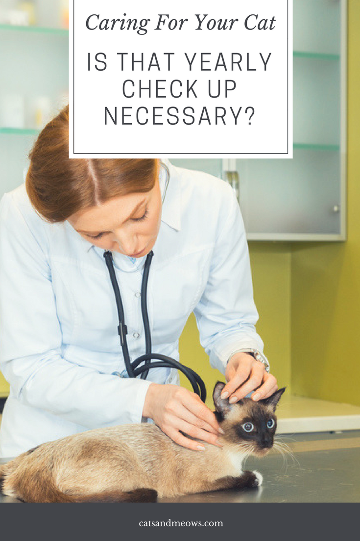 Caring For Your Cat - Is that Yearly Check Up Necessary?