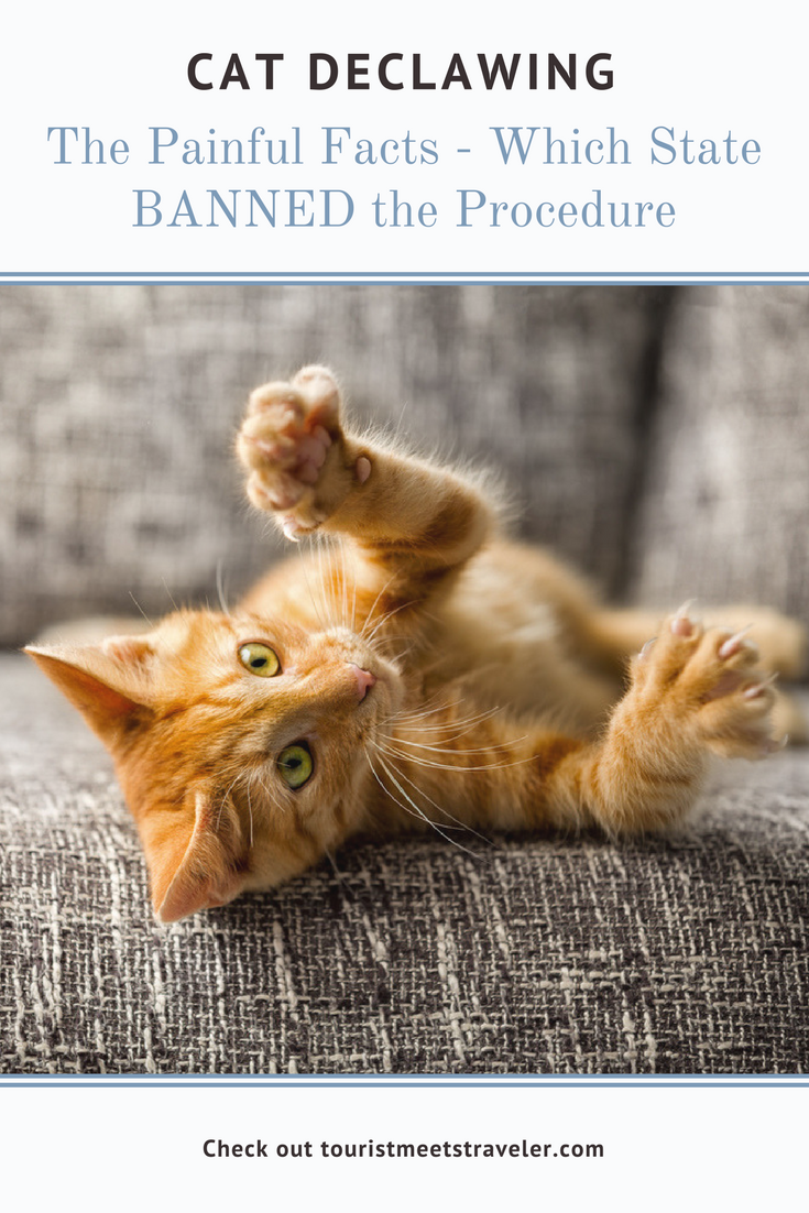 Cat Declawing - The Painful Facts Including Which State BANNED the Procedure